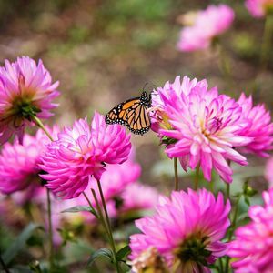 Meet your Posher, Aly